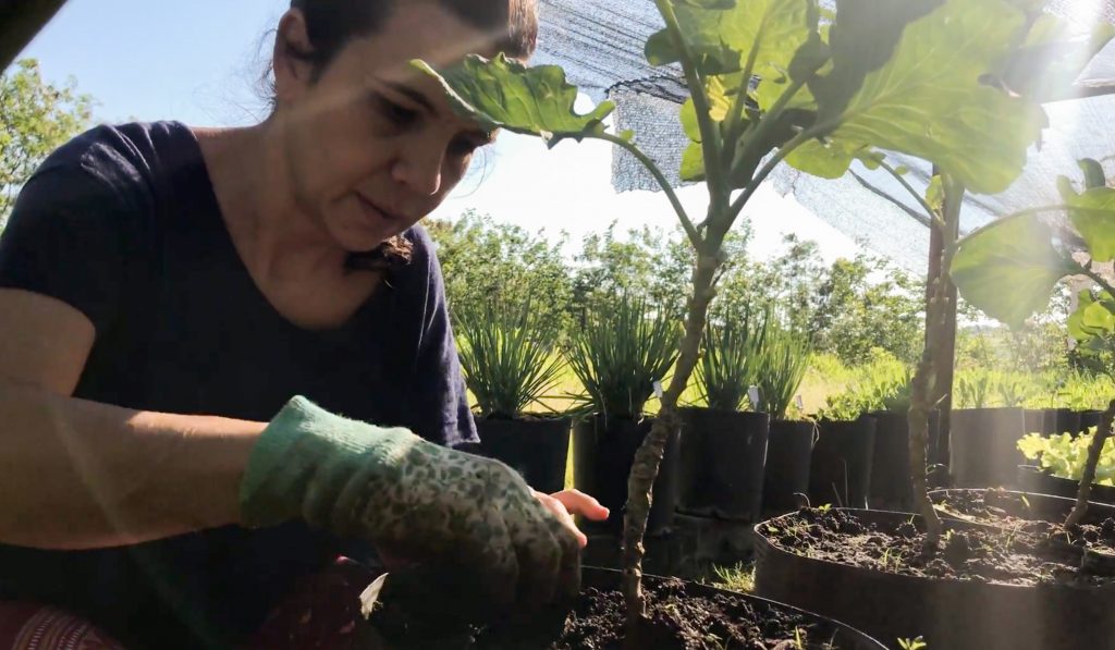 Como cultivar horta em casa