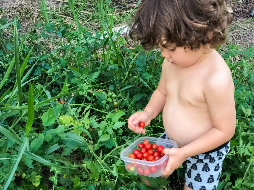 Como plantar tomatinho cereja