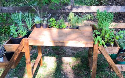 Como cultivar uma horta em casa ou apartamento?